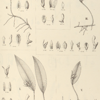 93. PLEUROTHALLIS I. Capanemae, II. translucida, III. melachyla, IV. bidentula, V. Josephensis.