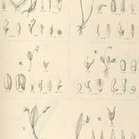94. PLEUROTHALLIS I. modesta, II. crassicaulis, III. filiformis, IV. quadridentata, V sylvatica, VI…