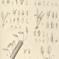 95. PLEUROTHALLIS I. striata, II. ramphastorhyncha, III. bicristata, IV. nemorosa, V. micrantha, VI…