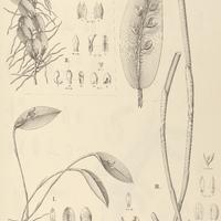 96. PLEUROTHALLIS I. panduripetala, II. rostellata, III. Binoti.