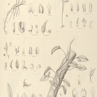 97. PLEUROTHALLIS I. felislingua, II. umbrosa, III. armeniaca, IV. bicornuta, V. serpentula.