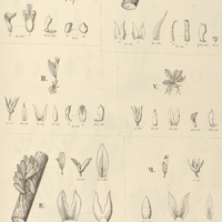 98. PLEUROTHALLIS I. Macuconensis, II. imbricata, III. crebrifolia, IV. laciniata, V. microphyta,…