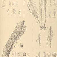 100. PLEUROTHALLIS I. tricolor, II. trialata, III. crinita, IV. renipetala, V. – var. intermedia,…