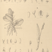 101. PLEUROTHALLIS I. bistuberculata, II. lilacina, III. – var. albipetala, IV. – var. microphylla…