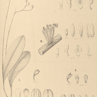 102. PLEUROTHALLIS I. sarcopetala, II. tabacina, III. Sonderana, IV. – var. longicaulis.