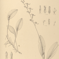 103. PLEUROTHALLIS I. Blumenavii, II. serrulatipetala.