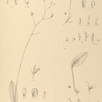 104. PLEUROTHALLIS I. pellifeloides, II. cristata, III. Rodriguesii, IV. exigua.