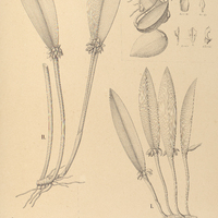 105. PLEUROTHALLIS I. convexifolia, II. ophiantha, III. hamosa.