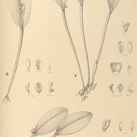 106. PLEUROTHALLIS I. spilantha, II. oligantha, III. tristis.
