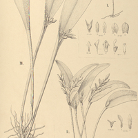 107. PLEUROTHALLIS I. Smithiana, II. Rio-Grandensis, III. macrophyta.