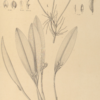 108. PLEUROTHALLIS I. exarticulata, II. pelioxantha.