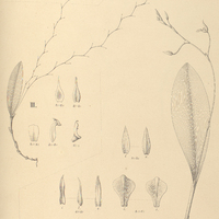 109. PLEUROTHALLIS I. granulosa, II. funera, III. quartzicola.