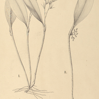 110. PLEUROTHALLIS I. racemosa, II. minutiflora.