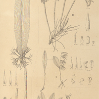 111. PLEUROTHALLIS I. heterophylla, II. peduncularis, III. fasciculata, IV. nectarifera.