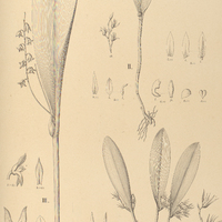 112. PLEUROTHALLIS I. densiflora, II. osmosperma, III. hebesepala.