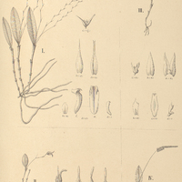 113. PLEUROTHALLIS I. collina, II. carinifera, III. cryptantha, IV. congestiflora.