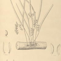 114. PLEUROTHALLIS atropurpurea.