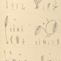 116. PLEUROTHALLIS I. Barbacenensis, II. longisepala, III. Yauaperyensis, IV. parvifolia, V…