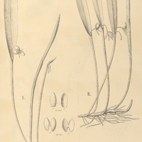 117. PLEUROTHALLIS I. chaetocephala, II. lonchophylla.