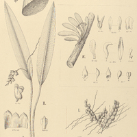 118. PHYSOSIPHON I. echinanthus, II. Parahybunensis. – PLEUROTHALLIS III. leptotifolia, IV…