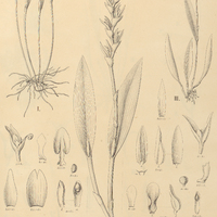 119. PLEUROTHALLIS I. Crepiniana, II. platystachya, III. Glaziovii.