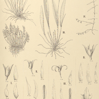 120. PLEUROTHALLIS I. rigidula, II. linearifolia, III. depauperata, IV. acutissima.