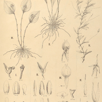121. PLEUROTHALLIS I. Mouraei var. brevifolia, II. pterophora, III. LEPANTHES helicocephala, IV…