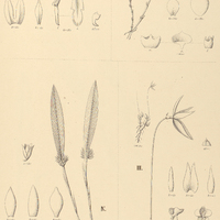122. PLEUROTHALLIS I. flammea, II. unilateralis. – III. RESTREPIA microphylla. – IV. OCTOMERIA…