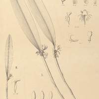 123. OCTOMERIA I. grandiflora var. robusta, II. xanthina, III. lichenicola.