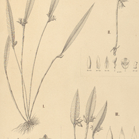 124. OCTOMERIA I. albina, II. ementosa, III. albopurpurea.