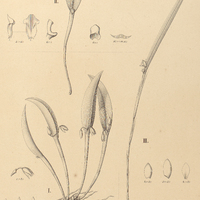 125. OCTOMERIA I. lithophila, II. alpina, III. Rodeiensis.