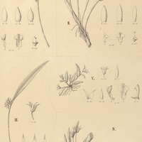 126. OCTOMERIA I. pinicola, II. micrantha, III. tridentata, IV. rubrifolia, V. montana.