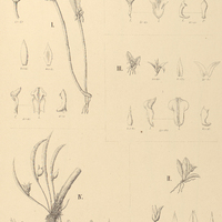 127. OCTOMERIA I. oxychela, II. minuta, III. helvola, IV. leptophylla, V. aloifolia.