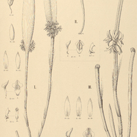 128. OCTOMERIA I. densiflora, II. – var. triarticulata, III. praetans.
