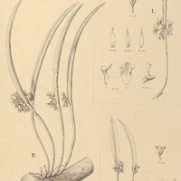129. OCTOMERIA I. truncicola, II. aetheoantha, III. concolor, IV. Geraënsis.