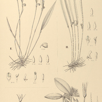 130. OCTOMERIA I. rigida, II. exchlorophyllata, III. linearifolia, IV. Rodriguesii.