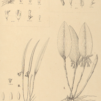131. OCTOMERIA I. fasciculata, II. ochroleuca, III. sarcophylla, IV. stellaris.