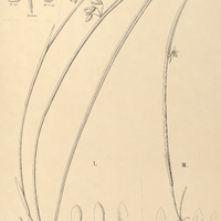 132. OCTOMERIA I. juncifolia, II. – var. revoluta, III. Yauaperyensis.