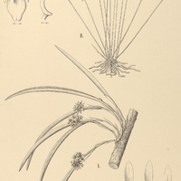 133. OCTOMERIA I. decumbens, II. brevifolia.