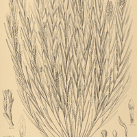 1. ISOCHILUS linearis.