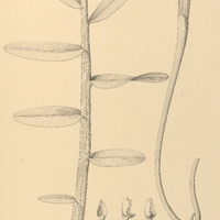 2. ORLEANESIA Amazonica.