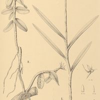 3. LORLEANESIA Yanaperyensis. II. EPIDENDRUM florijugum.