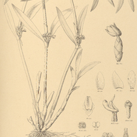4. TETRAGAMESTIS modestus.