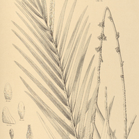 5. PONERA australis.