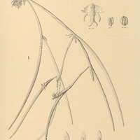 6. I. SCAPHYGLOTTIS reflexa. II. EPIDENDRUM raniferum var. Löfgrenii.