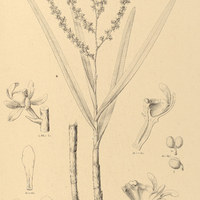 7. AMBLOSTOMA tridactylum.