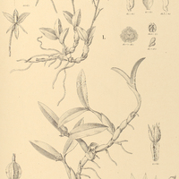8. I. LANIUM Avicula. II. HORMIDIUM tripterum.