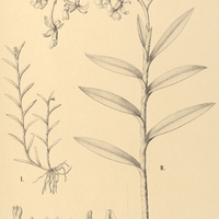 9. EPIDENDRUM I. globosum, II. revolutum.