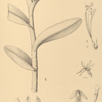 10. EPIDENDRUM I. Yauaperyense, II. Betimianum.
