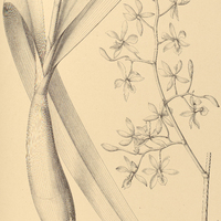 11. EPIDENDRUM oncidioides.